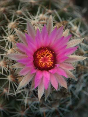 Cactus Blossom