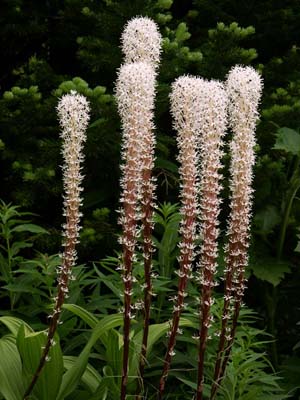 Beargrass Blossoms