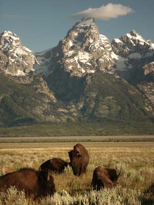 Bison, The Tetons