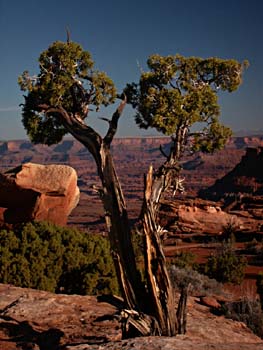 Juniper