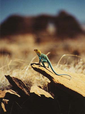 Collared Lizard