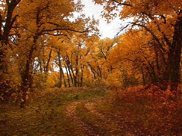 Cottonwoods, Leafy Road