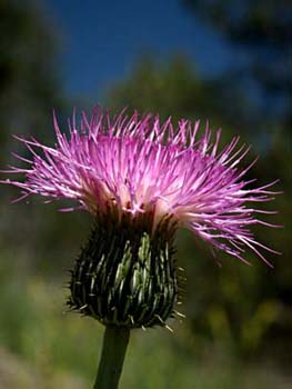 Thistle Blossom