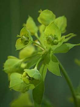 Green Flowers