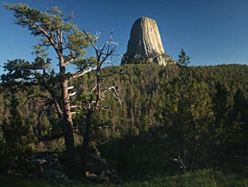 Devil's Tower, Evening Pines
