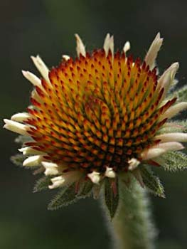 Composite Flower Bud