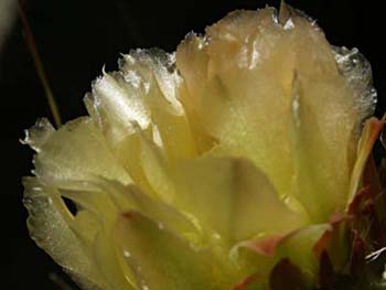 Cactus Blossom