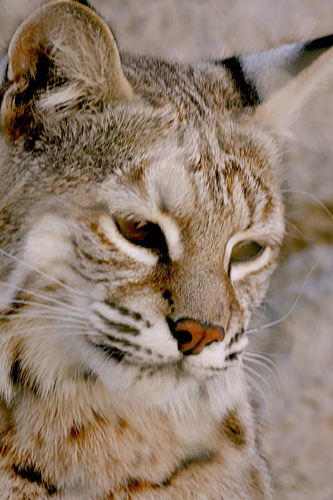 Peaceful Bobcat