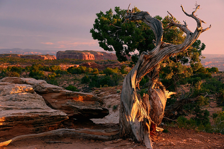 Juniper, Monument Valley