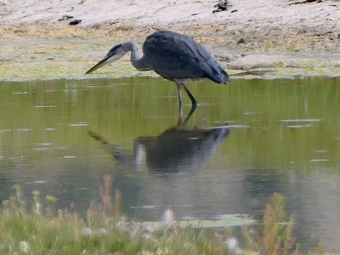 Great Blue Heron