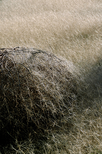 Tumbleweed