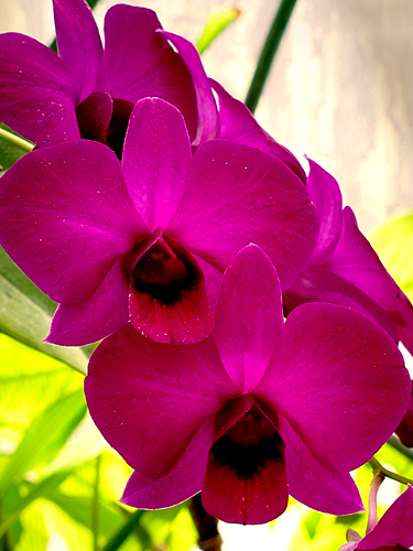 Purple Orchid