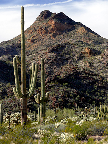Saguaros, Mountain