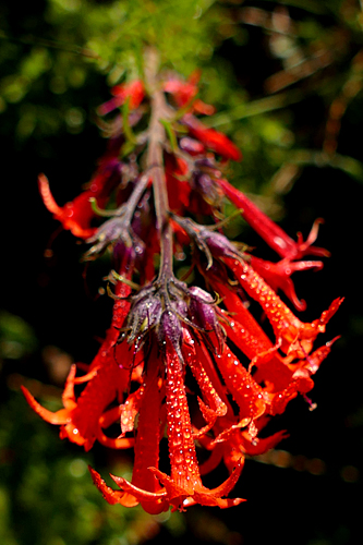 Firecrackers