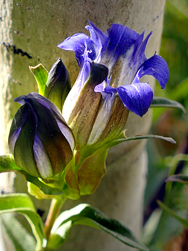 Gentians, Aspen