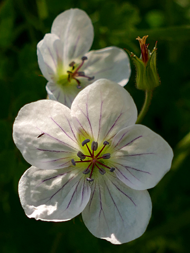 Mountain Geranium Blossoms