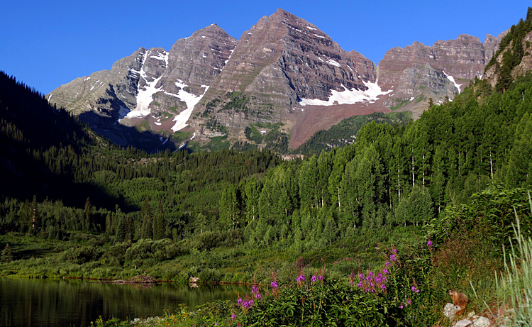 Maroon Bells, Marmot