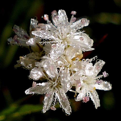 Dew Drops On Spring Beauty Flowers