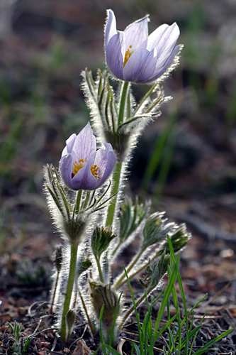 Anemones