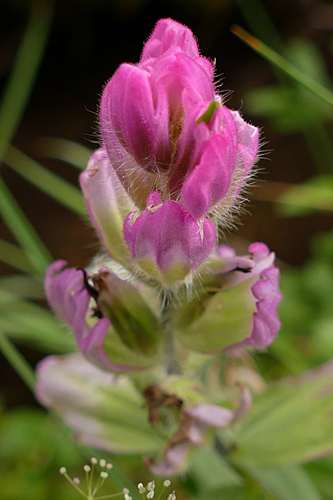 Pink Paintbrush