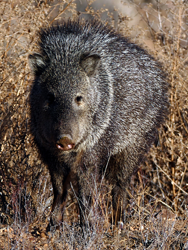 Javelina