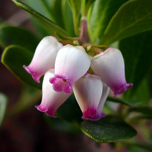 Kinnikinnik Blossoms