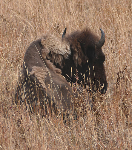 Bison