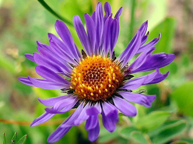 Aster