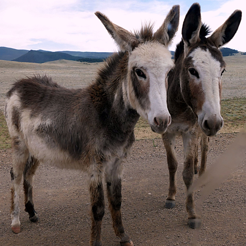 Donkeys