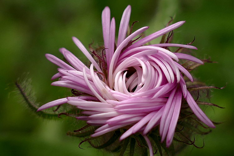 Aster Bud