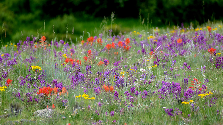 Wildflowers