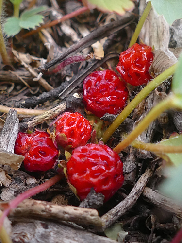 Five Ripe Wild Strawberries