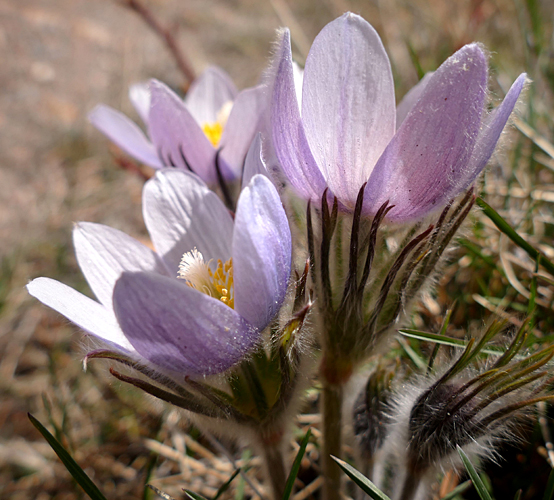 Three Anemones