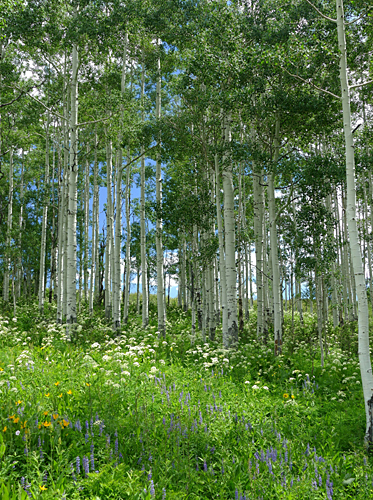 Aspens, Wildflowers