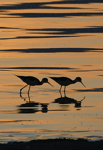 Wading Birds