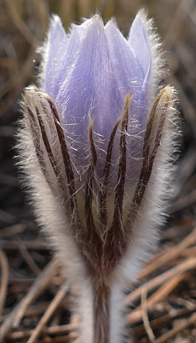 Anemone