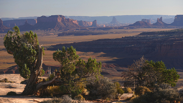 Juniper, Monument Valley