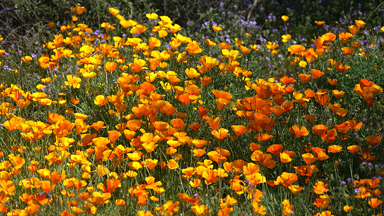 Arizona Wildflowers