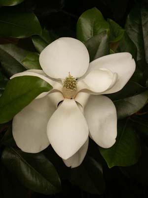 Magnolia Blossom