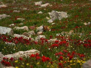 Marmot In Paintbrush