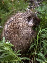 Porcupine