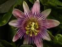 Purple Flower