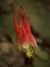 Red Columbine - Van Buren, Missouri