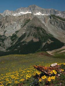 Capitol Peak, Rydbergia