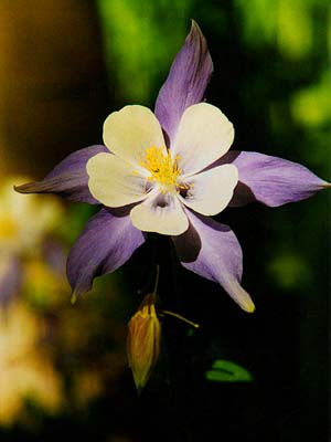 Columbine