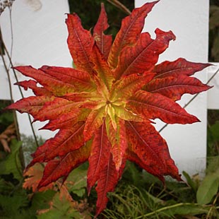 Fireweed Plant By White Picket Fence