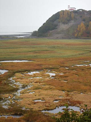 Lighthouse, Swamp
