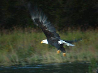 Bald Eagle Flying