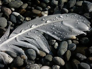 Curved Feather With Raindrops