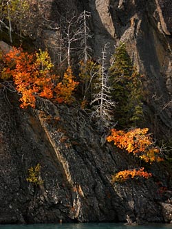 Burnt Trees And Fall Colors